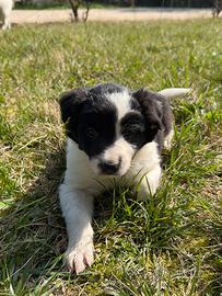 Cucciola di Border Collie