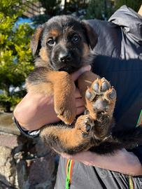 Cuccioli Pastore Tedesco