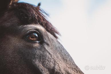 Pony connemara - eccellente carattere e