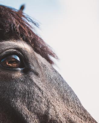 Pony connemara - eccellente carattere e