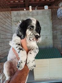 Cuccioli Setter Inglese
