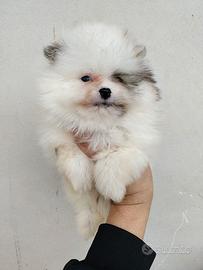 Spitz Pomerania pedigree Enci