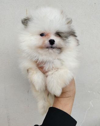 Spitz Pomerania pedigree Enci
