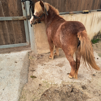 Pony femmina appaloosa