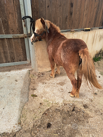 Pony femmina appaloosa