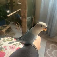 Inseparabile agapornis blu scuro coda chiara