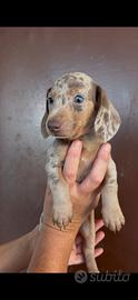 Cuccioli di bassotto