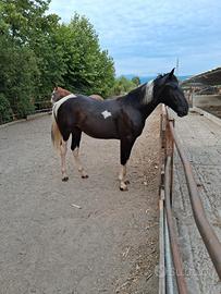Puledra Razza Paint