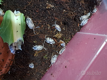 Isopodi per terrario