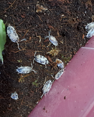 Isopodi per terrario