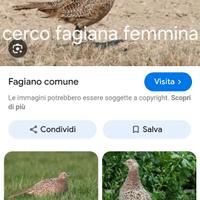 Fagiana femmina