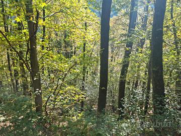 Alberi di Rovere(quercia)