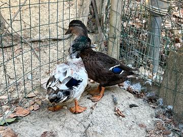 Anatre mignon- call duck