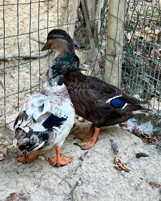 Anatre mignon- call duck