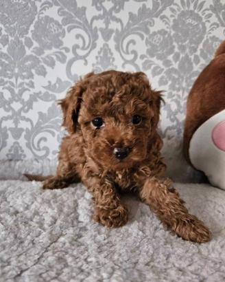 Cuccioli Barboncino Toy
