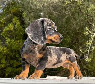 Cuccioli di Bassotto nano e kaninchen