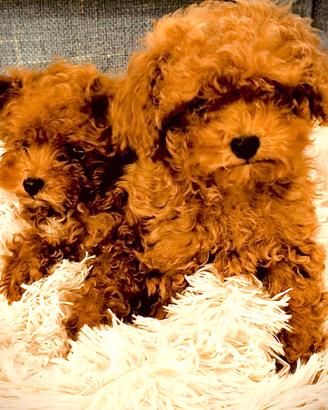 Cuccioli di barboncino mini Toy red