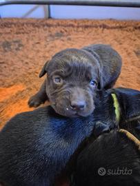 Labrador Neri/chocolate