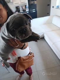 Bulldog francese MASCHIO E FEMMINA