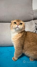 Gatto scottish fold