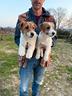 jack-russell-broken-con-pedigree-enci