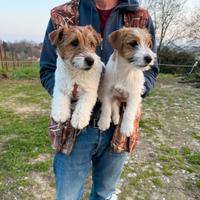 Jack Russell Broken con Pedigree ENCI