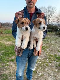 Jack Russell Broken con Pedigree ENCI