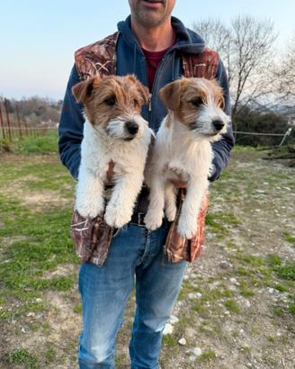 Jack Russell Broken con Pedigree ENCI
