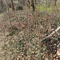 Piante di Pesco Selvatico ( Pesche delle vigne)