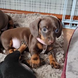 Bassotto toy