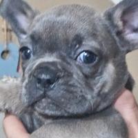 Bulldog francesi blue tam occhi blu