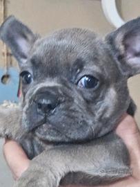 Bulldog francesi blue tam occhi blu