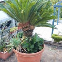 Cycas