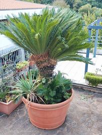 Cycas
