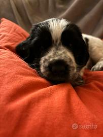 Cuccioli cocker spaniel inglese