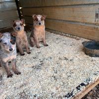 Australian cattle dog/ Pastore australiano