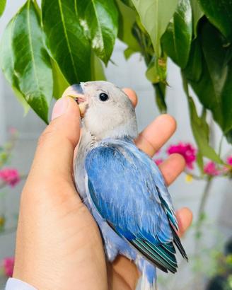 Inseparabili