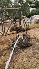 Emu'