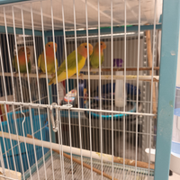 Pappagalli inseparabili