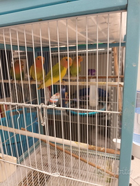 Pappagalli inseparabili