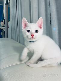 Gatti bianchi Angora