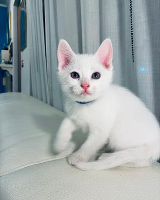 Gatti bianchi Angora