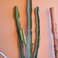 Pianta grassa - Euphorbia