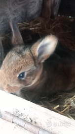 Leprini viterbesi puri