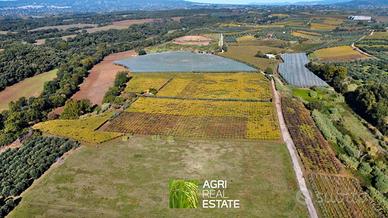 Vigneto di 7 HA con pozzo | TR466