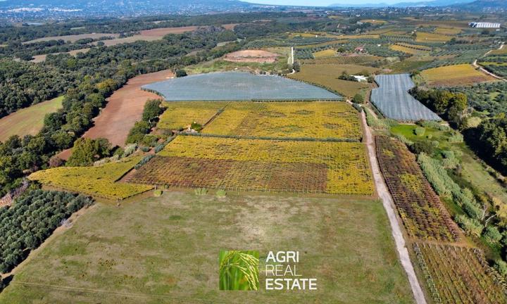 Vigneto di 7 HA con pozzo | TR466