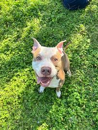 Pitbull per accoppiamento