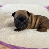 Bouledogue Francese e Boston ENCI E TEST GENETICI