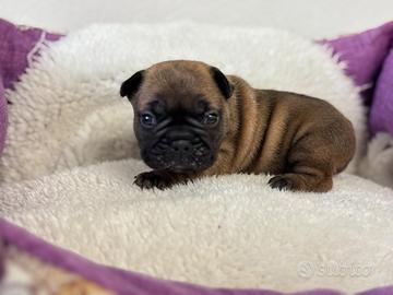 Bouledogue Francese e Boston ENCI E TEST GENETICI