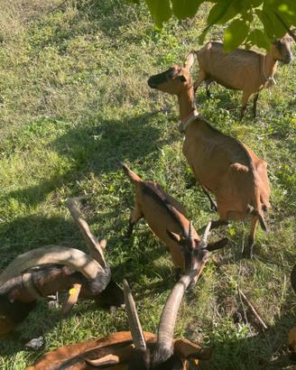 Capretta camosciata